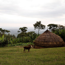 Load image into Gallery viewer, Hunkute, Ethiopia
