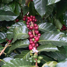 Load image into Gallery viewer, Finca Nejapa, Washed Pacamara, El Salvador
