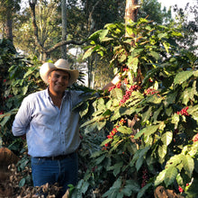 Load image into Gallery viewer, Calahual, Anaerobic Washed Caturra, Guatemala
