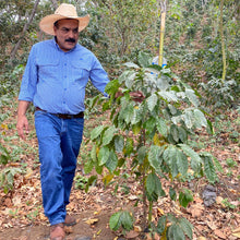 Load image into Gallery viewer, Calahual, Anaerobic Washed Caturra, Guatemala
