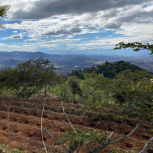 Load image into Gallery viewer, Calahual, Anaerobic Washed Caturra, Guatemala
