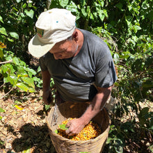 Load image into Gallery viewer, Finca Nejapa, Natural Elefante, El Salvador
